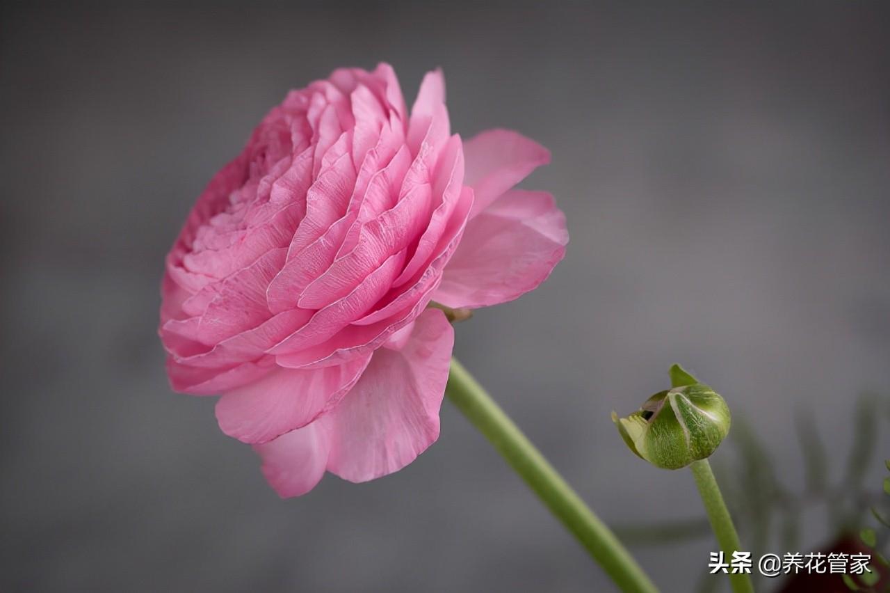 洋牡丹的花语和寓意颜色