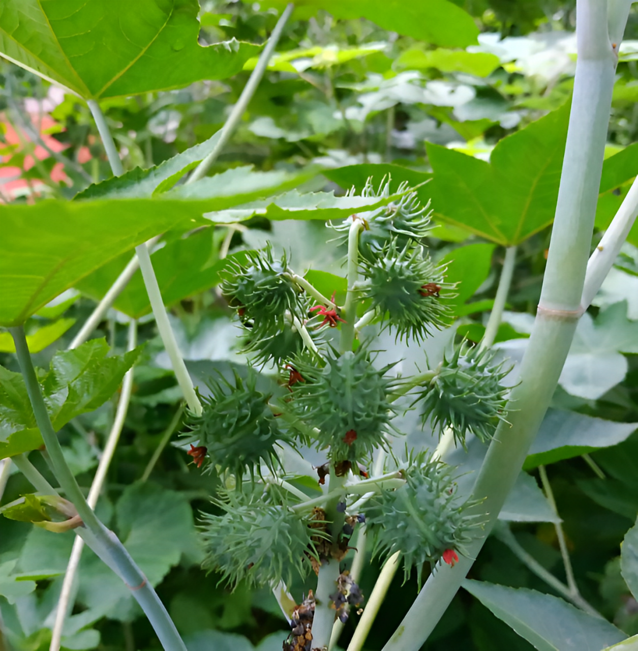 金弹子乔木和灌木的区别(金弹子果实能吃吗)