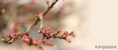 神仙道天心花哪里多(神仙道中要完成坑爹的天心花的成就需要收集到多少天心花)