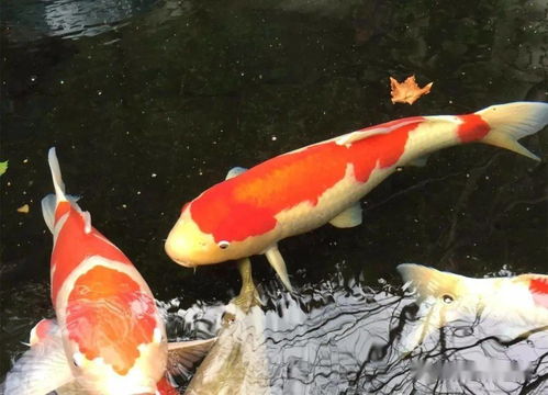 云野的锦鲤池在哪里(《光遇》锦鲤池冥想在哪里)