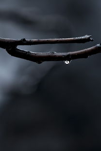 雨露均沾什么意思(雨露均沾是什么意思)