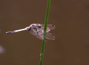 青蛙打蜻蜓(动物谜语大全及谜底)