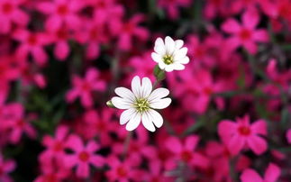 花朵消消看(花朵笑声阳光写一句话一年级（用花朵）)