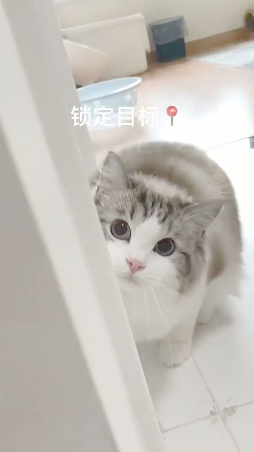 猫咪小游戏(抖音上猫玩的捕鱼游戏《逗猫玩具》)