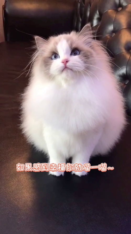 找出与众不同的一只猫(史上最_游戏4第三十关怎么过)