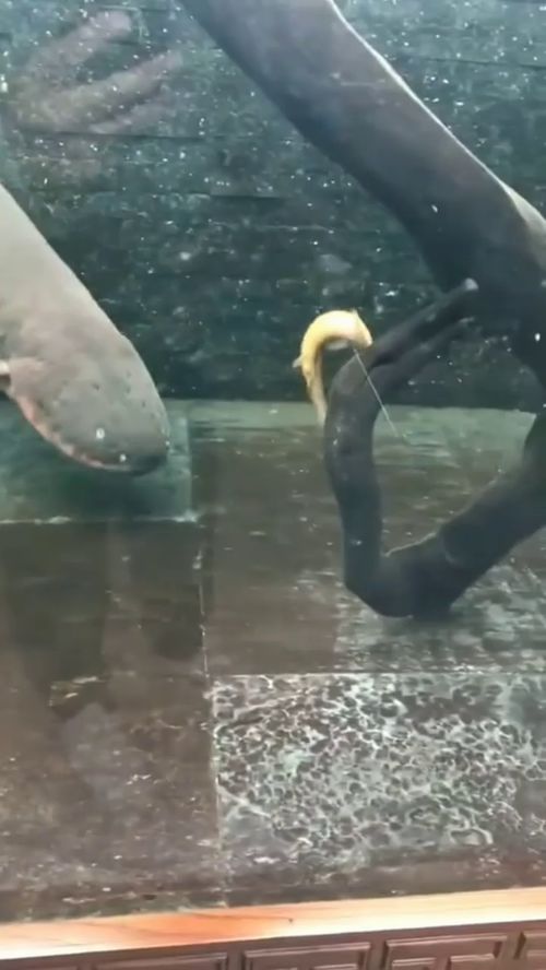 深海电鳗(深海迷航电鳗会攻击人嘛)