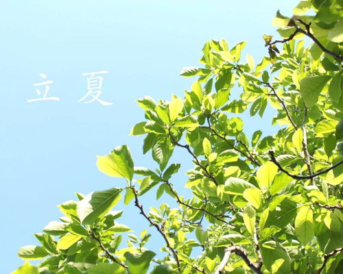 立夏称重的寓意是什么(立夏的寓意和象征)