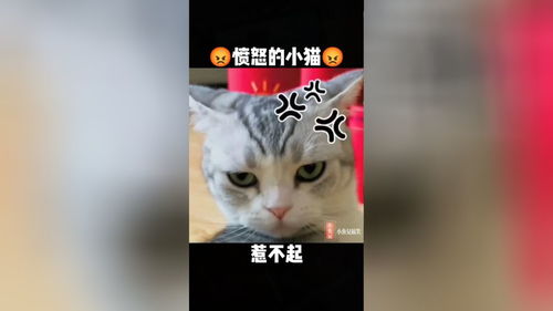 愤怒的猫咪(猫咪也会生气吗？猫咪生气的表现有哪些？)