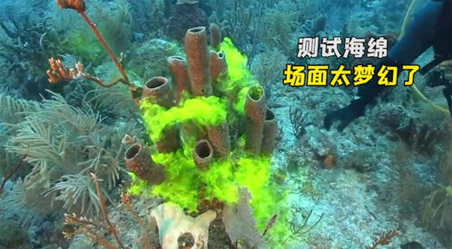 海绵是植物还是动物(求教建筑高手楼梯踏板的标注)