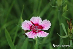 花仙子种花(皮卡堂种花问题)