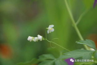 花仙子种花(皮卡堂种花问题)