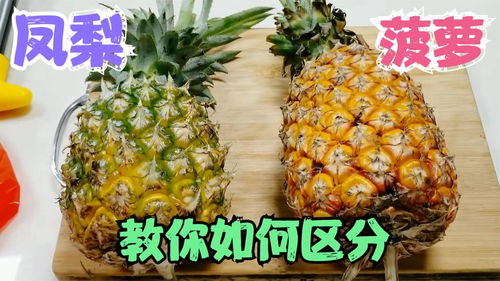 菠萝和凤梨(菠萝和凤梨有什么区别是什么？)