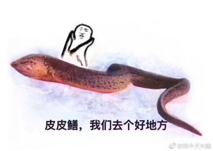 皮皮鳝(皮皮鳝是什么？)