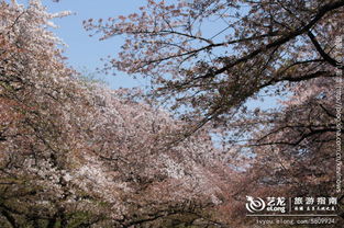 樱花祭(清明樱花祭（追忆花海的盛宴）)